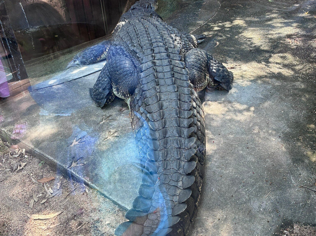 汉密尔顿岛野生动物世界-汉密尔顿岛必去景点