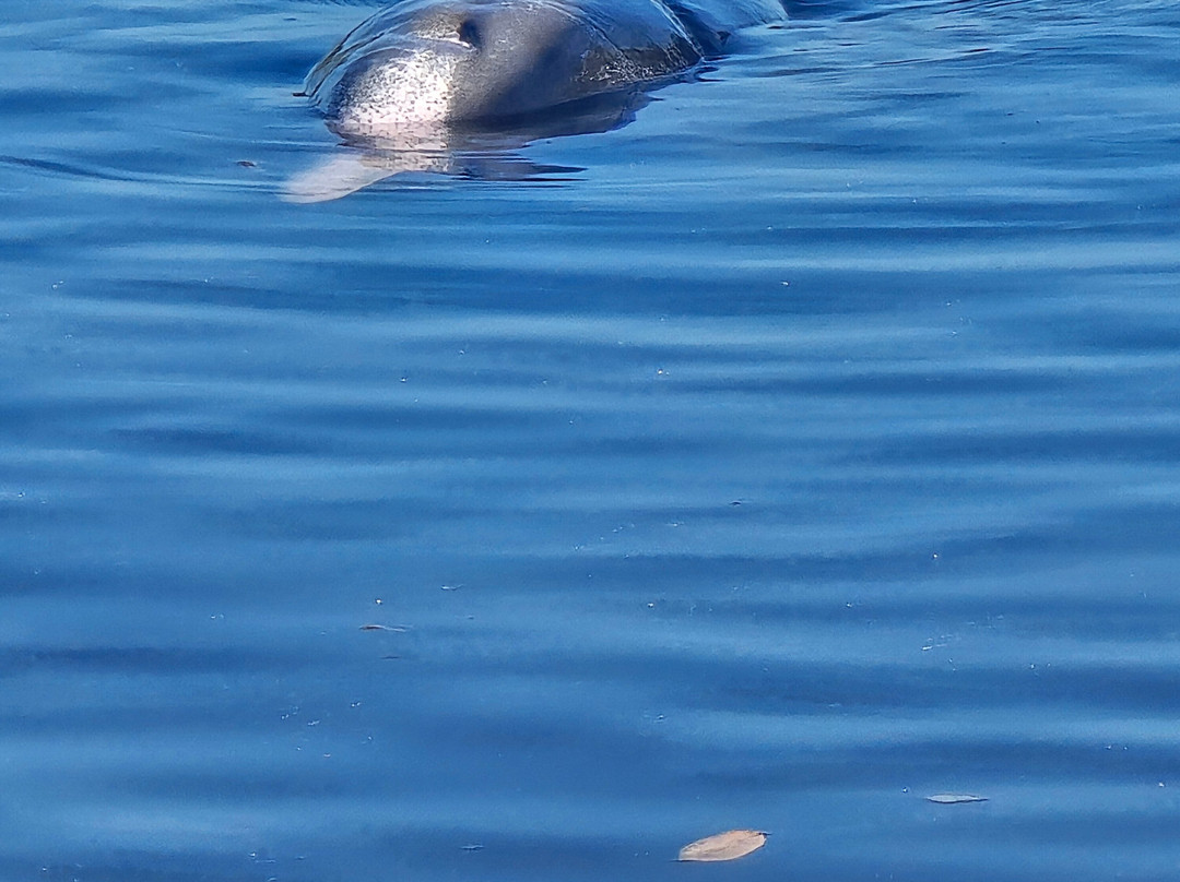 Barnacles Dolphin Centre-Tin Can Bay必去景点