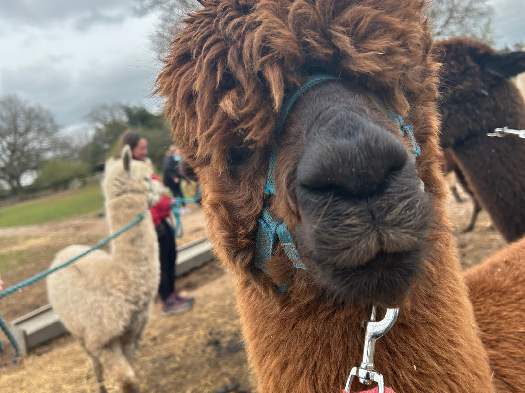 Lucky Tails Alpaca Farm-Atherstone必去景点