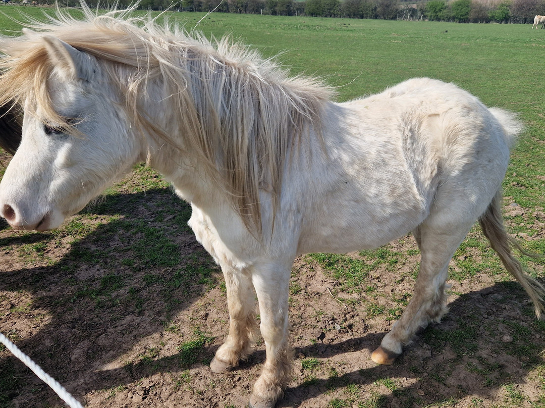 Hay Farm Heavy Horse Centre-特威德河畔贝里克必去景点