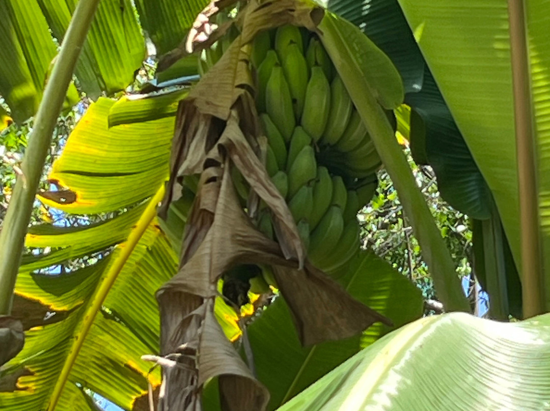 Paradise Island Safari-Gampola必去景点