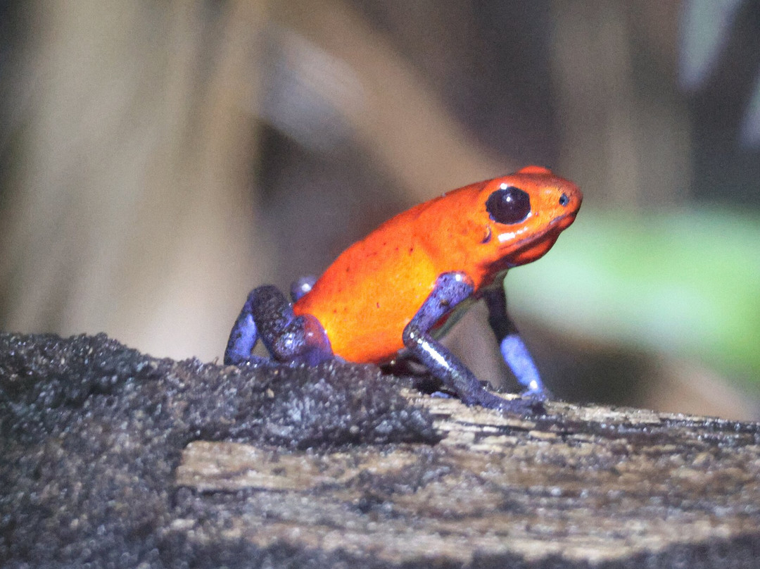 Ranario Monteverde Frog Pond-圣埃伦娜必去景点