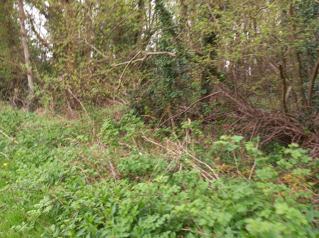 Cassiobury Park-沃特福德必去景点