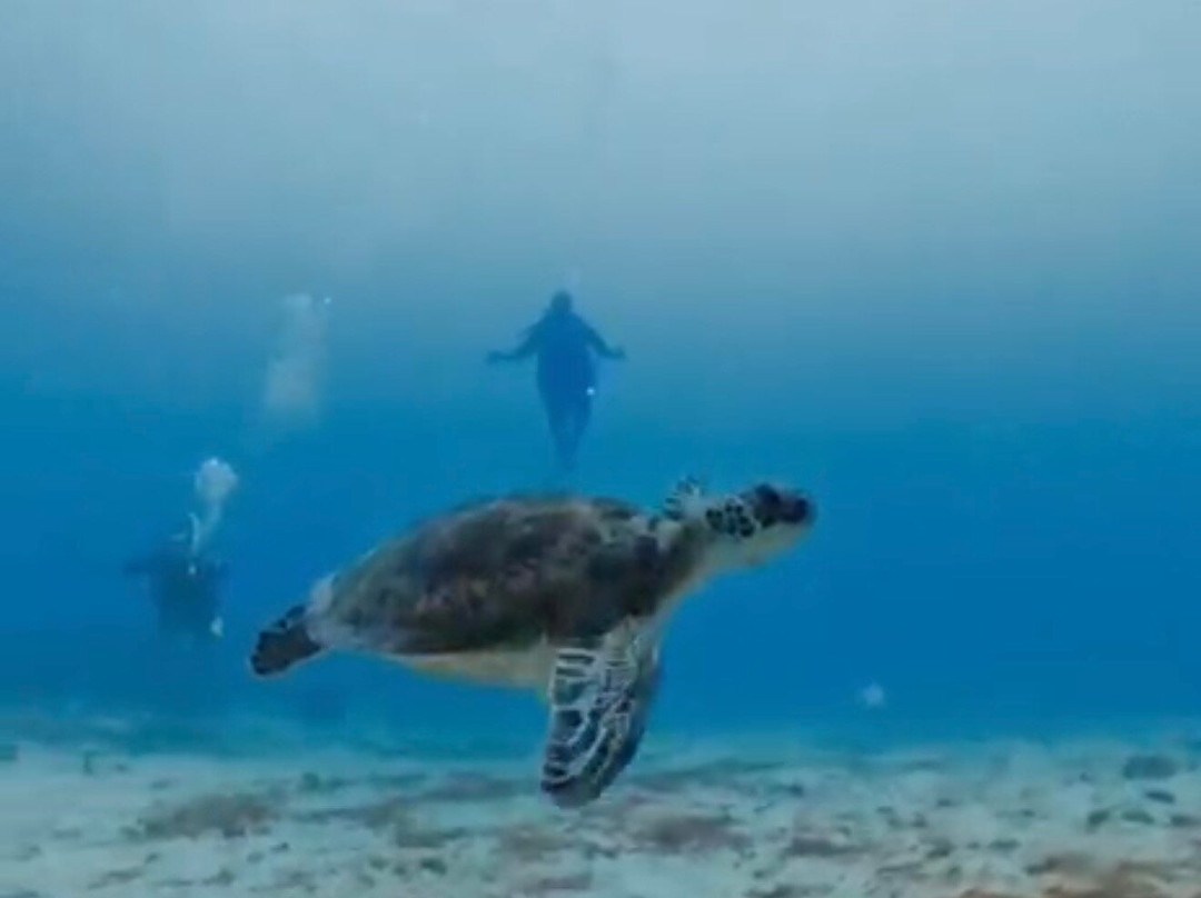 Dive Grenada-Grand Anse必去景点