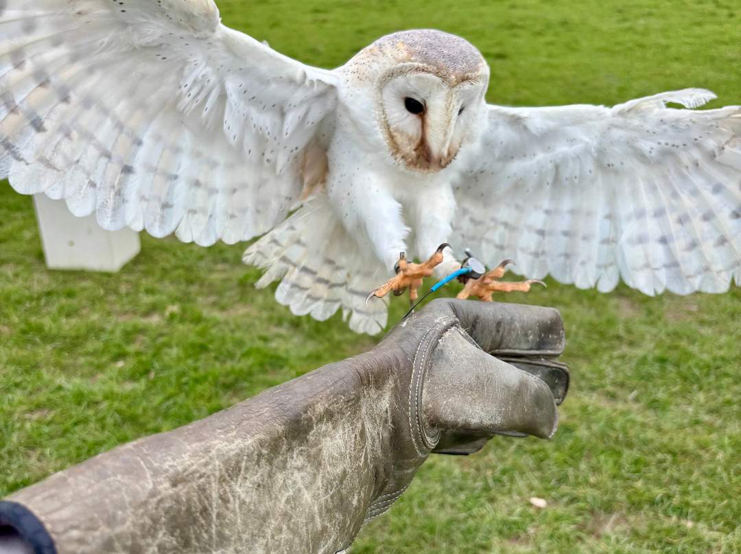 UK Owl And Raptor Centre-Groombridge必去景点