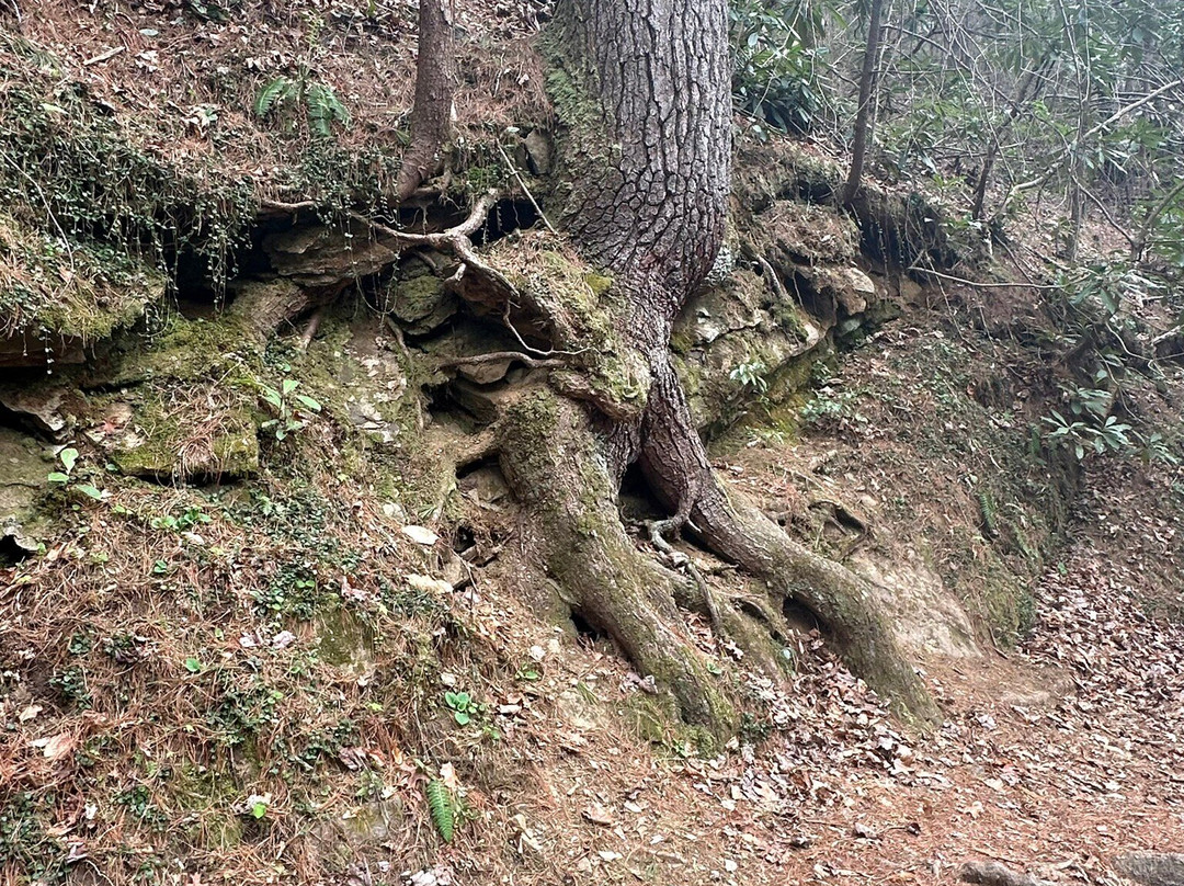 Dukes Creek Falls Trail-海伦必去景点