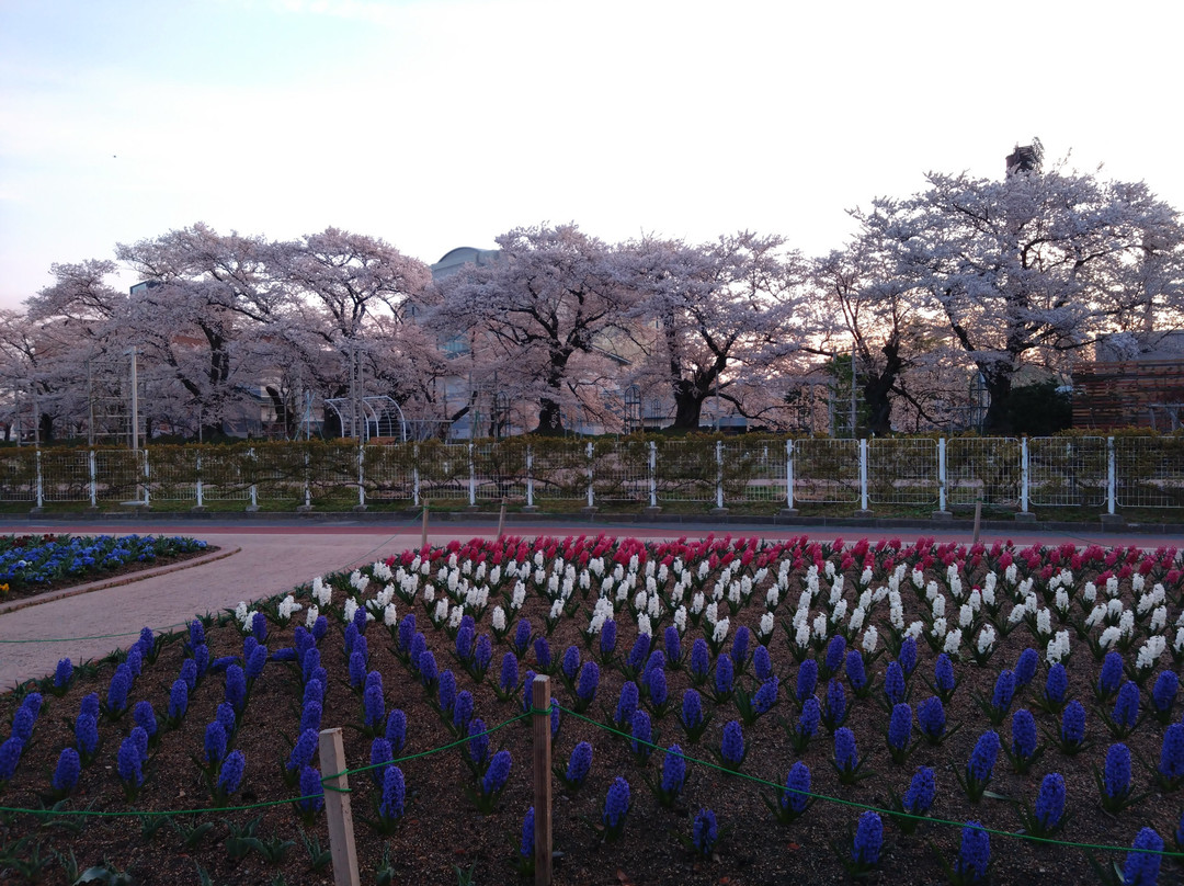 Kaiseiyama Park-郡山市必去景点