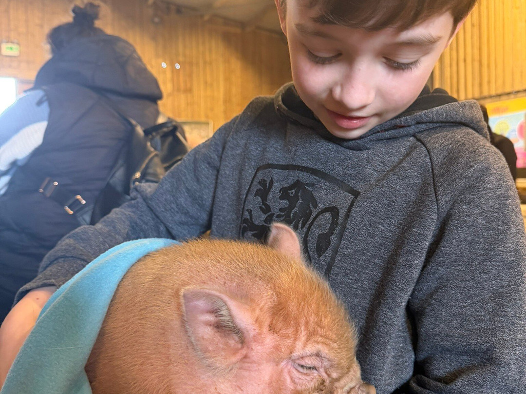 Pennywell Farm-Buckfastleigh必去景点