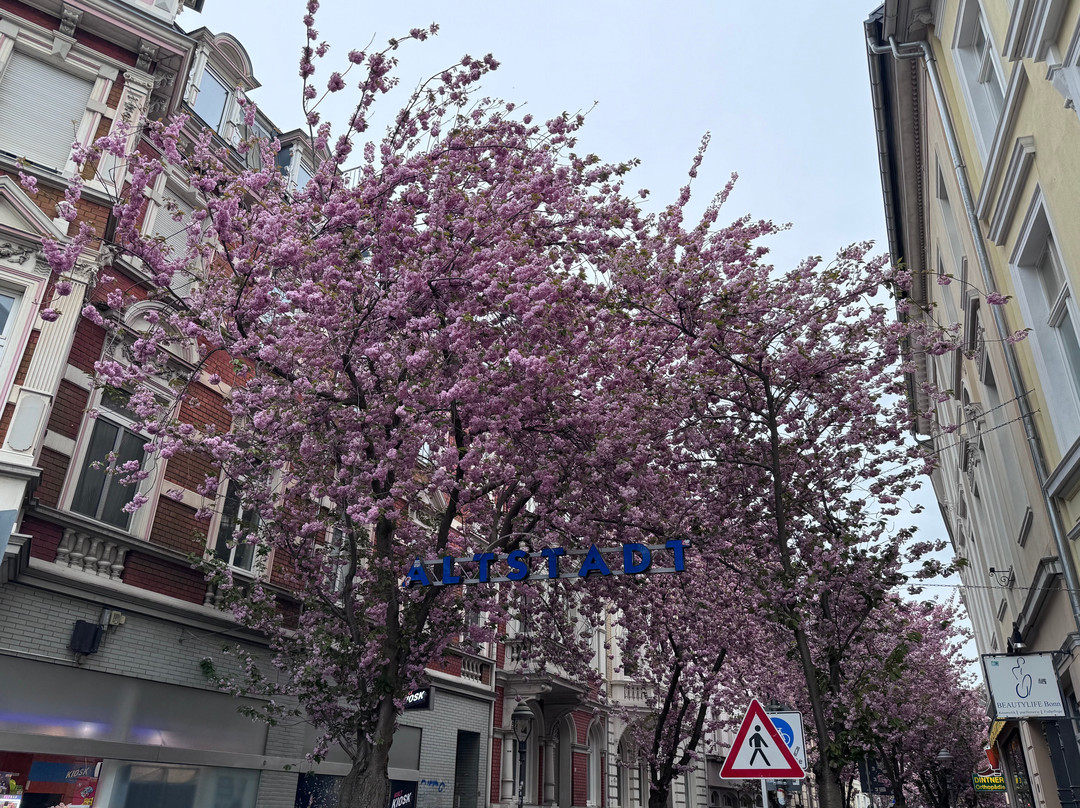Cherry Blossom-波恩必去景点