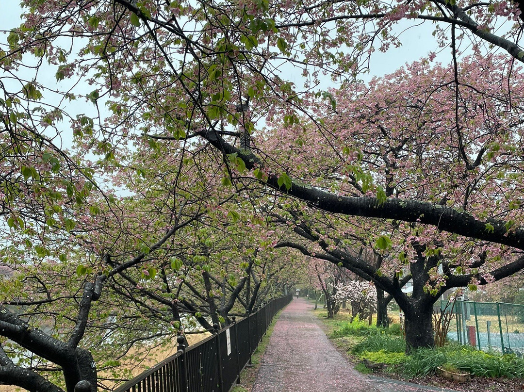 河津樱花-河津町必去景点