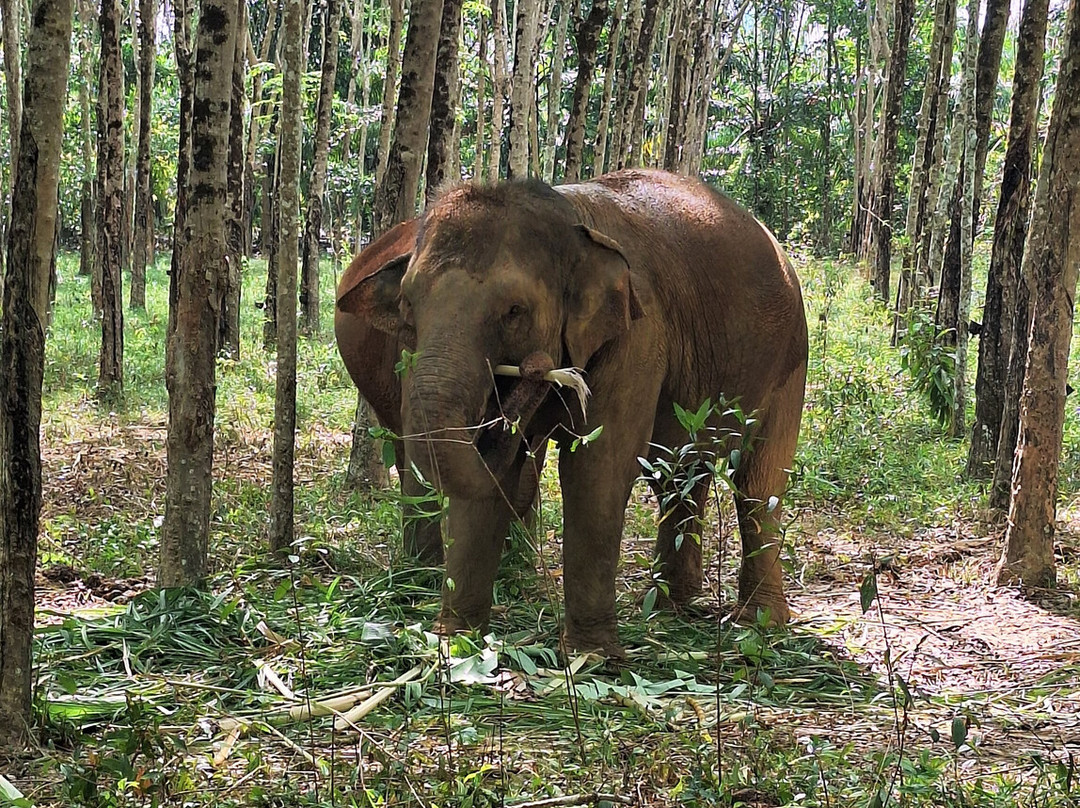 Following Giants - Krabi-Khlong Hin必去景点