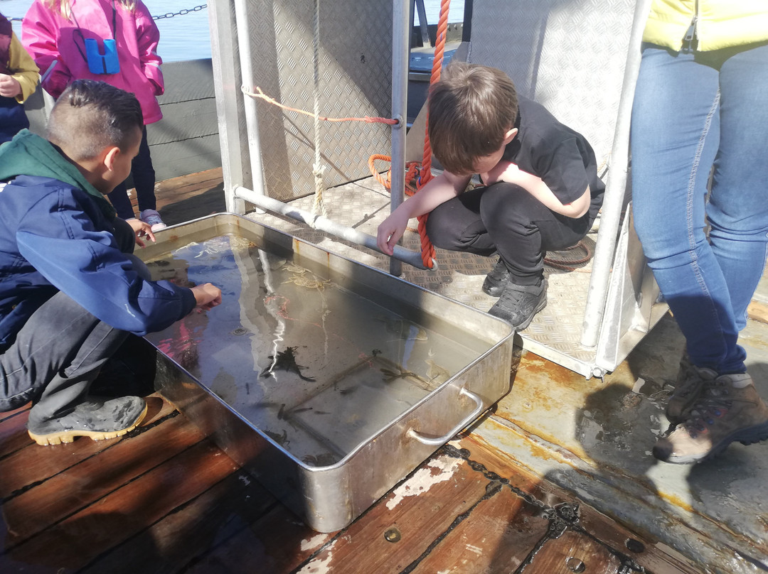 Viking TS3 Sleepnetvissen-West-Terschelling必去景点