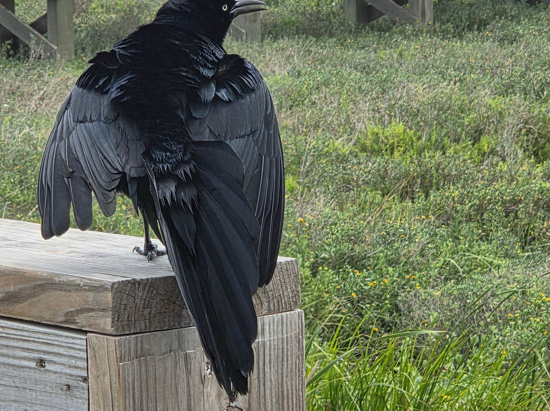 Leonabelle Turnbull Birding Center-阿兰瑟斯港必去景点