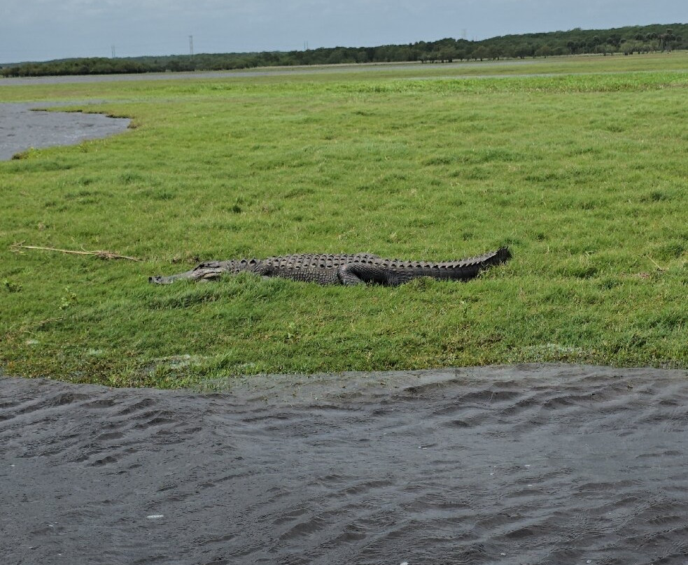 Backwoods Airboat Adventures-Christmas必去景点