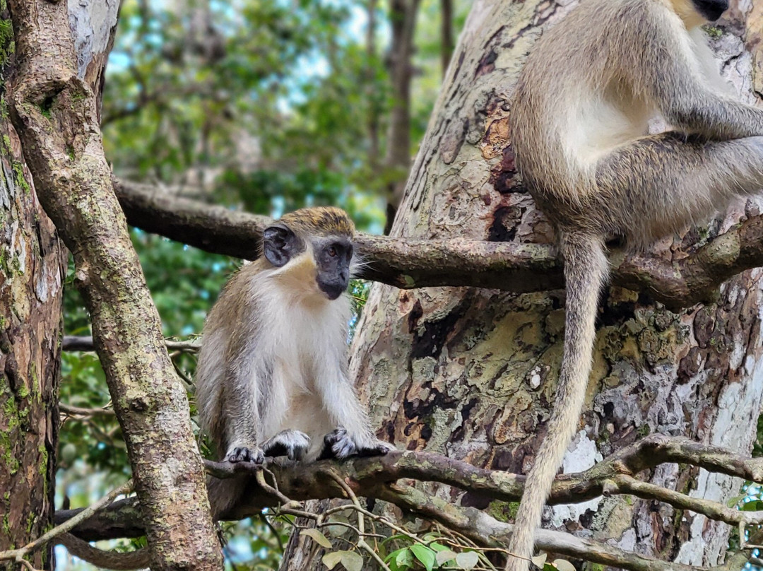 Barbados Wildlife Reserve-Saint Peter Parish必去景点