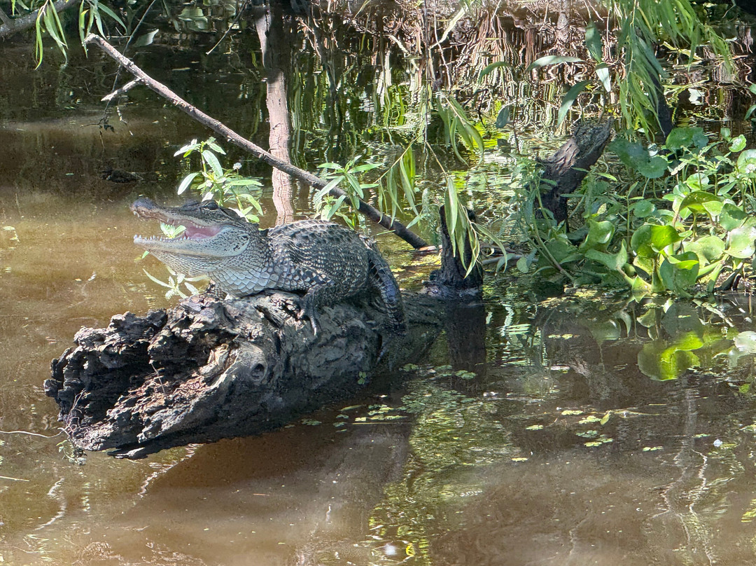 Ragin Cajun Airboat Tours-新奥尔良必去景点