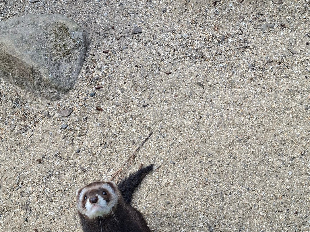 British Wildlife Centre-Lingfield必去景点