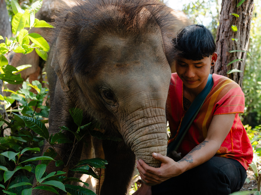 Elephant Freedom Village