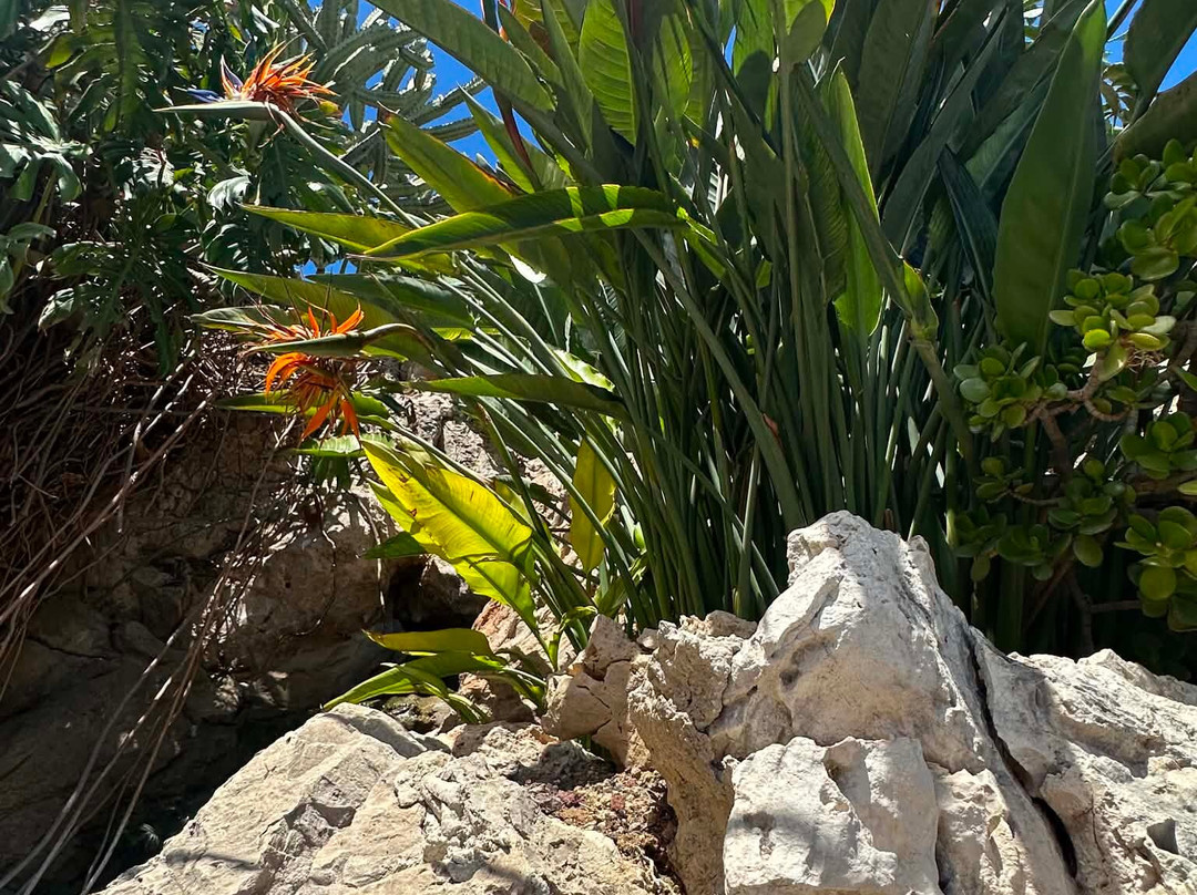 Jardin Exotique de Monaco-摩纳哥城必去景点