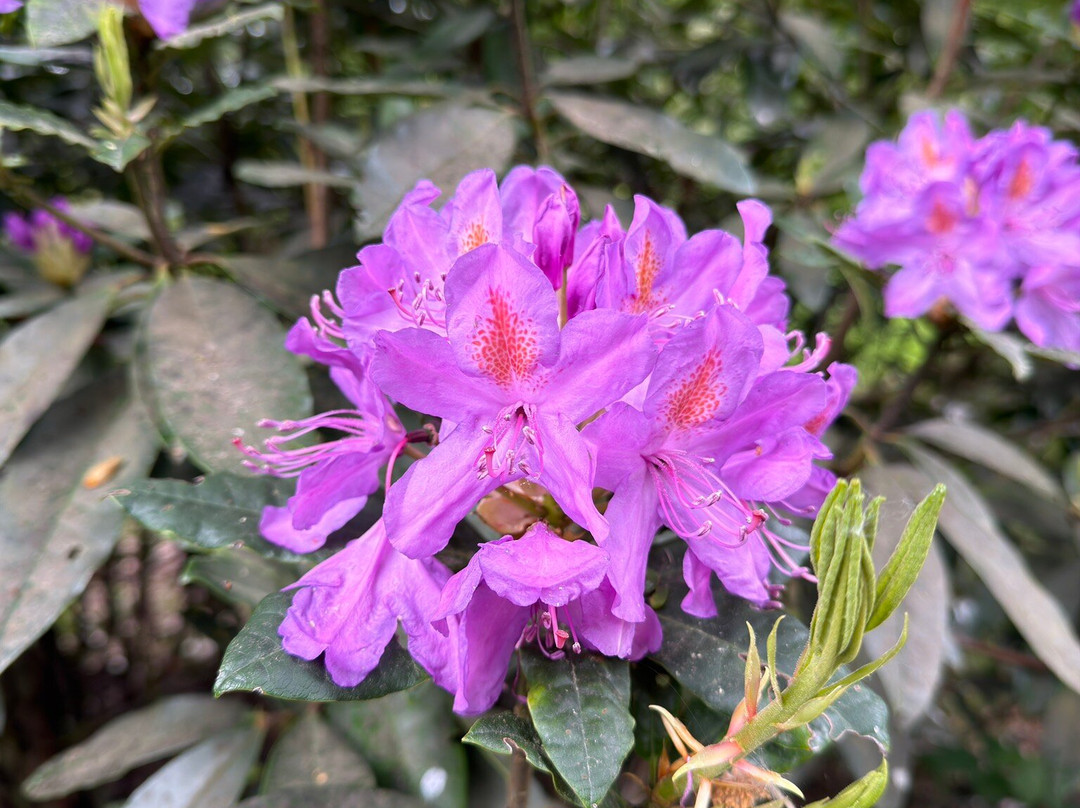 West Dean Gardens-奇切斯特必去景点