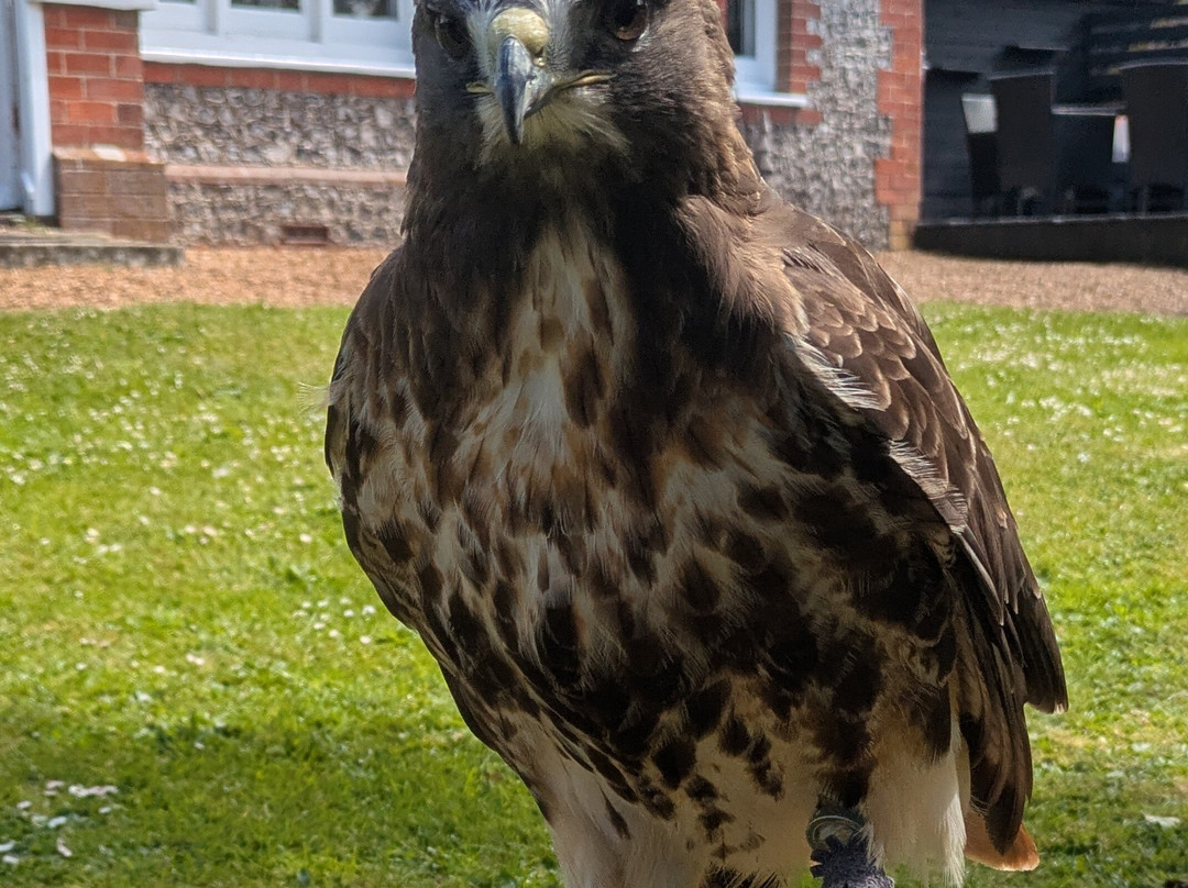 West Sussex Falconry-Compton必去景点