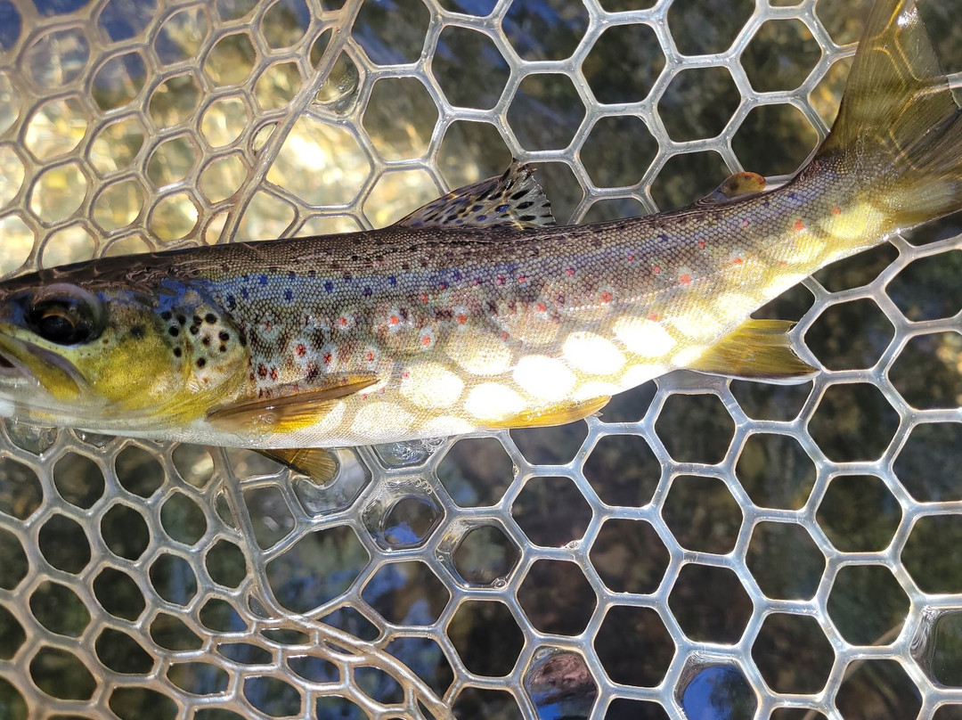 Sedona Fly Fishing Adventures-塞多纳必去景点