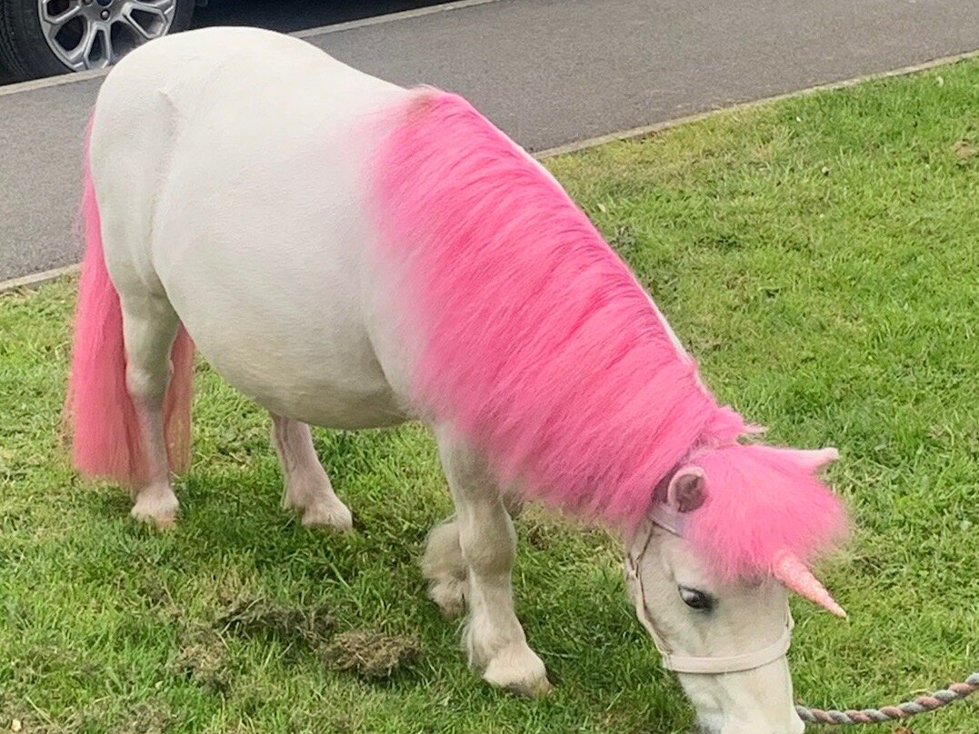Pampered ponies