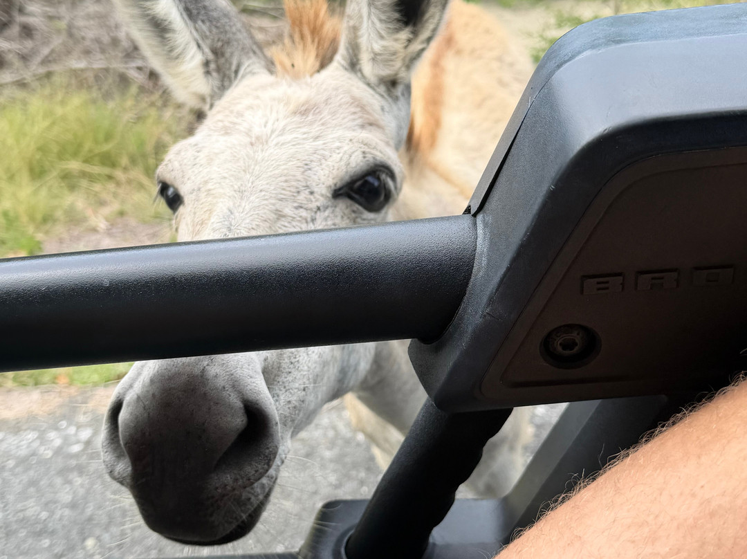 Islandbuddy Jeep Tours-圣 托马斯必去景点