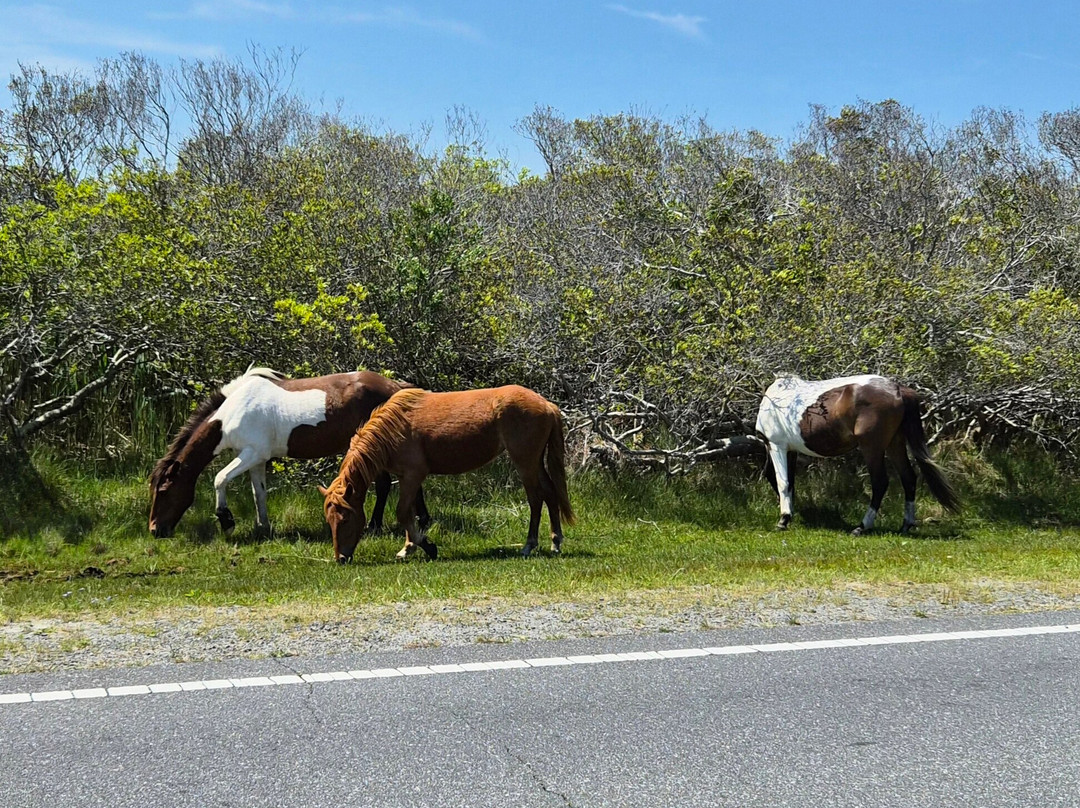 Assateague Island National Seashore-Assateague Island必去景点
