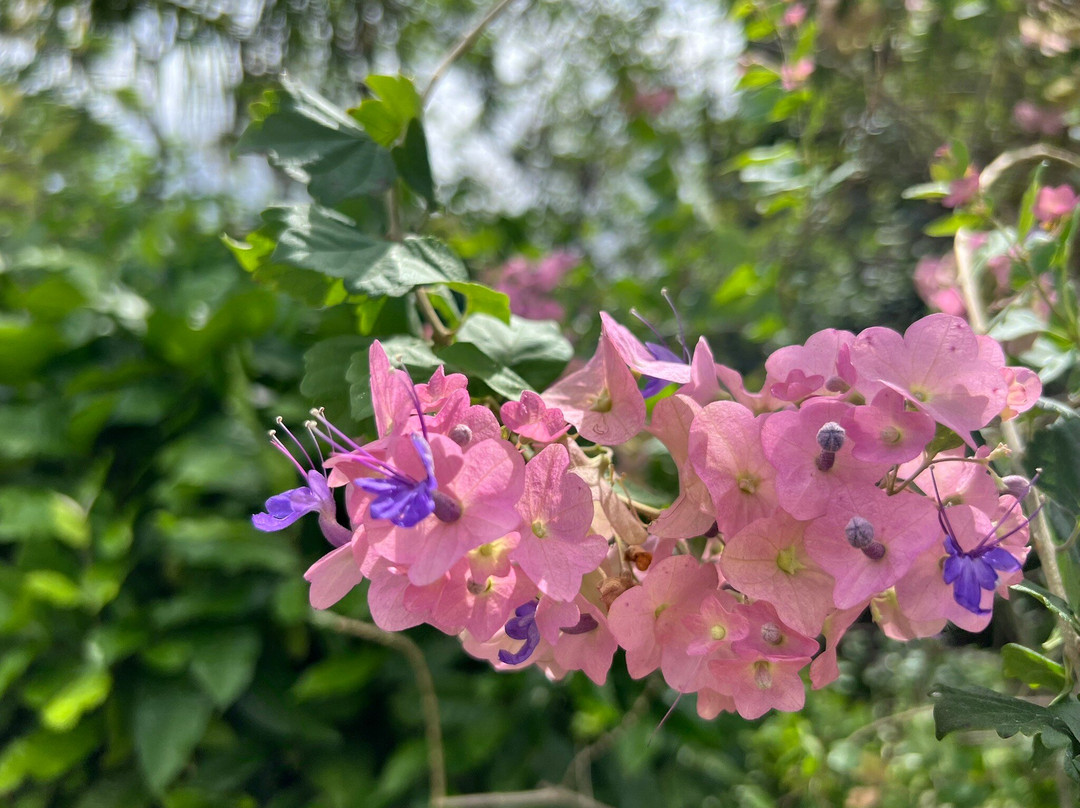 J.R. O'Neal Botanical Gardens-Road Town必去景点