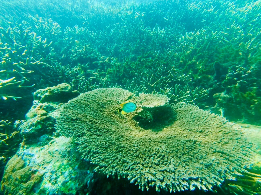 Angel Diving-Trincomalee必去景点