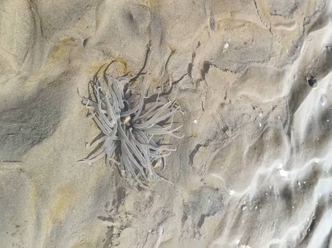 Chandipur Beach-Balasore必去景点
