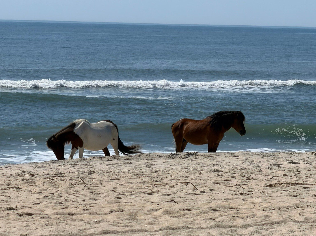Assateague Island National Seashore-Assateague Island必去景点