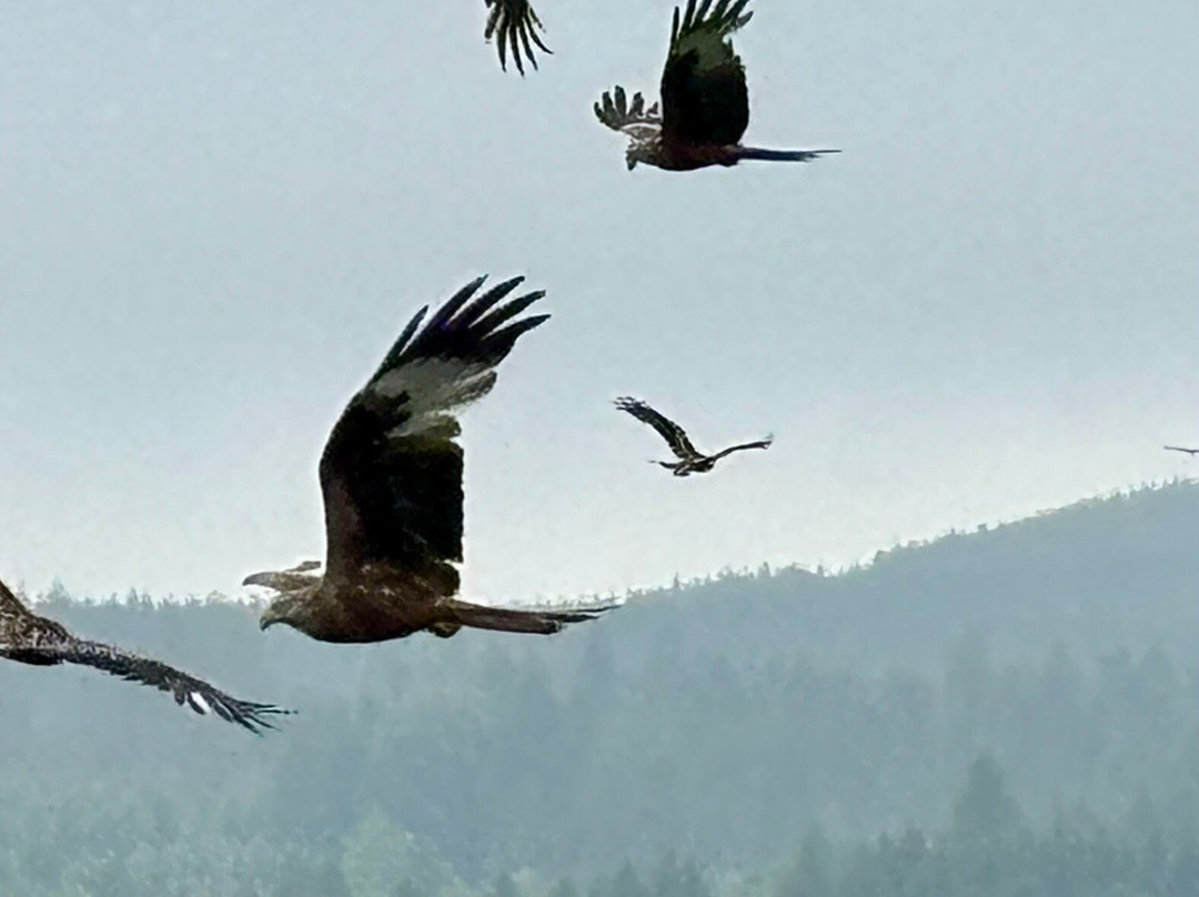 Bellymack Hill Farm - Kite Feeding Station-Laurieston必去景点