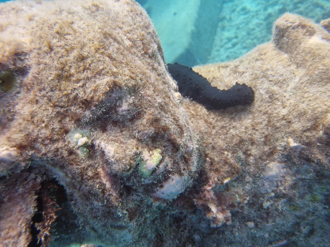 Museum of Underwater Art-North Ward必去景点