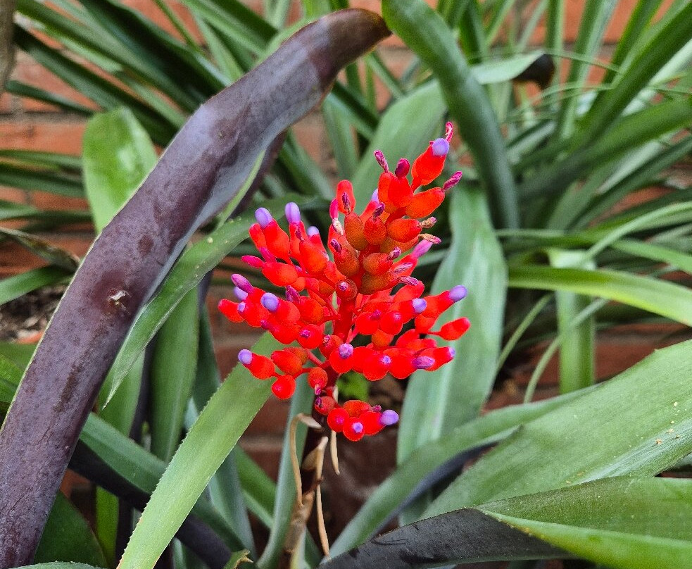 The Garden Society (Tradgardsforeningen)-哥德堡必去景点