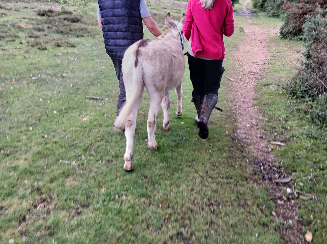 Brockenhurst Donkey Walks-Brockenhurst必去景点