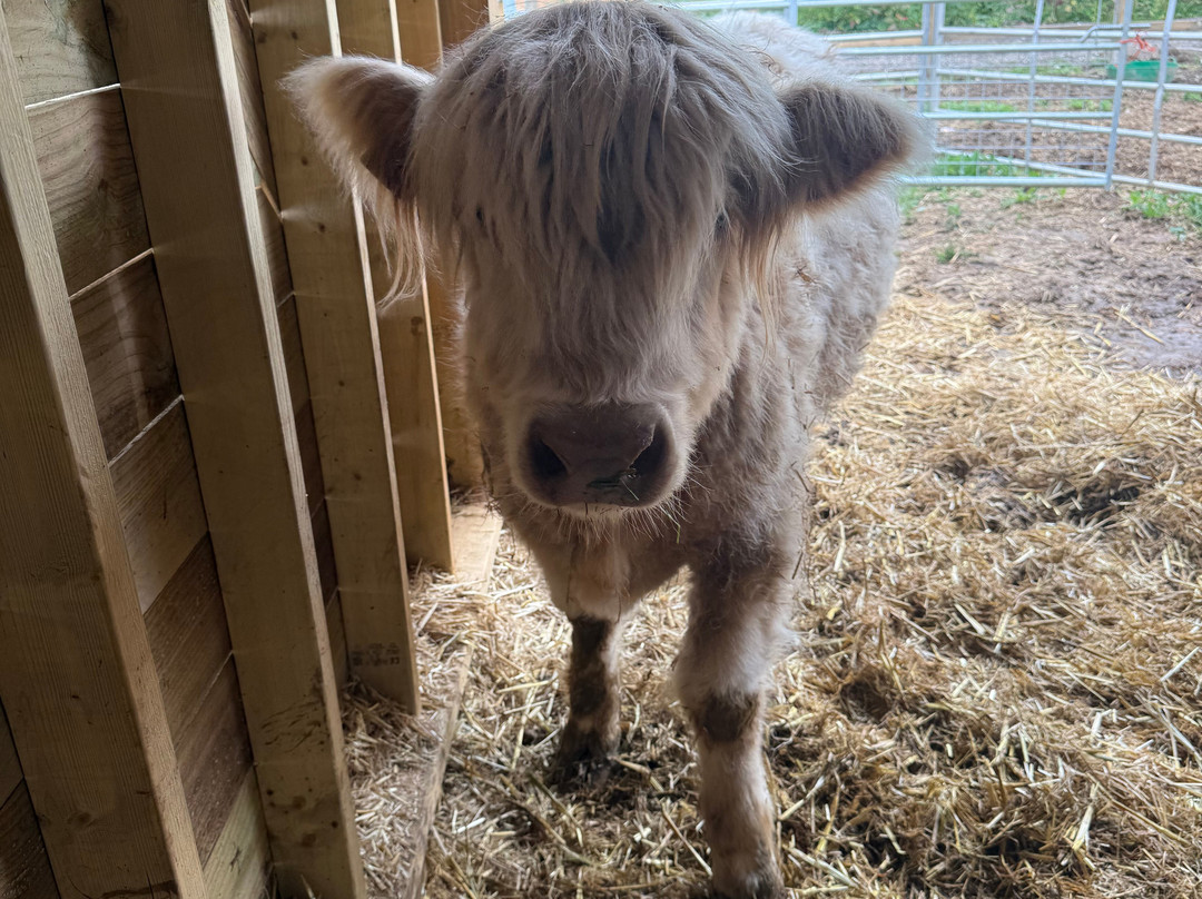 Quex Adventure Farm Park-Birchington必去景点