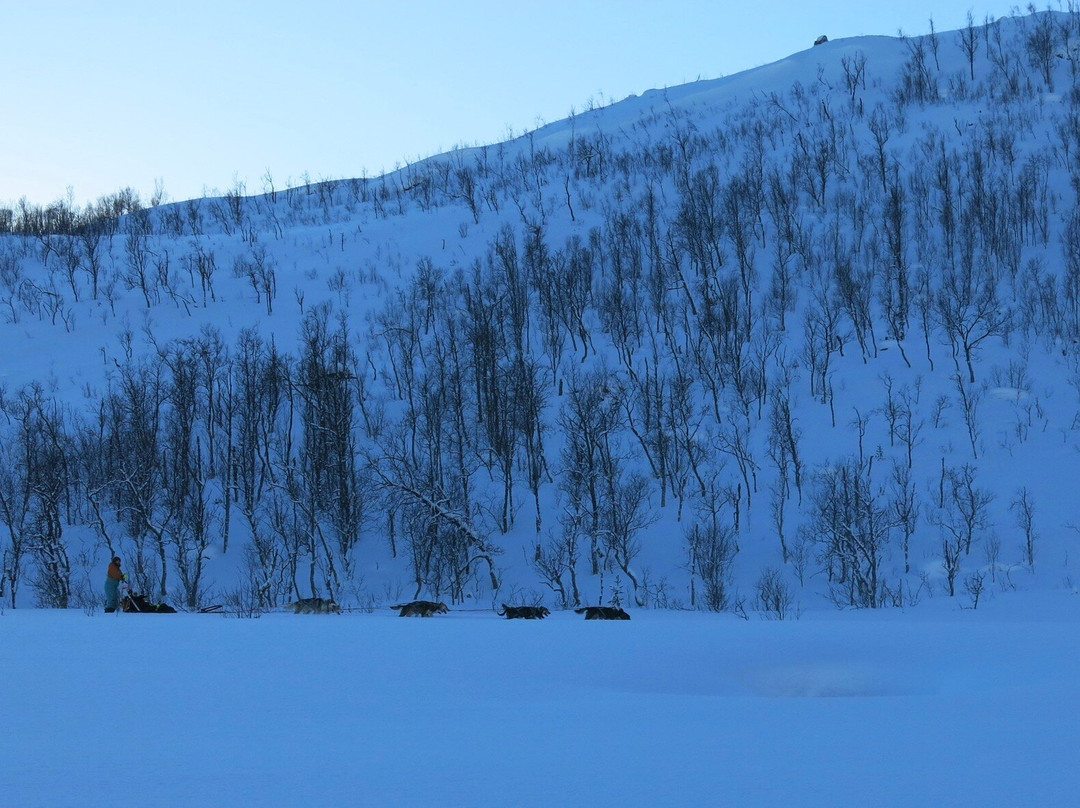 Kvaløya Husky-特罗姆瑟必去景点