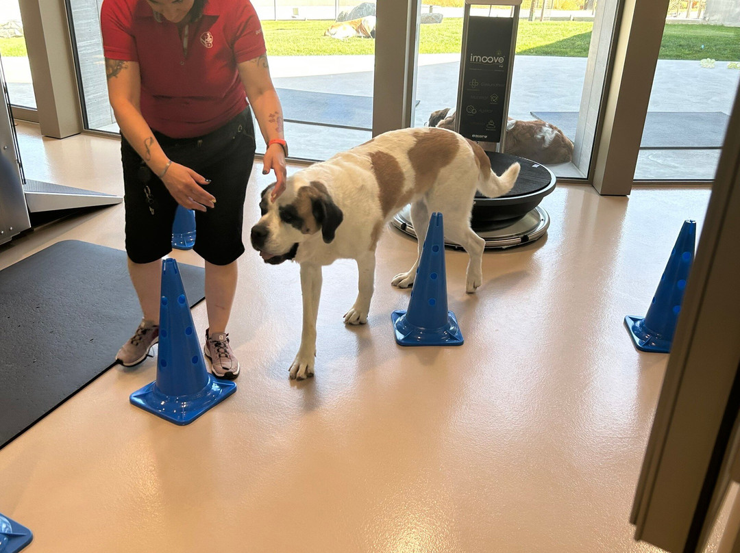 Barryland - Musée et chiens du St-Bernard-马蒂尼必去景点