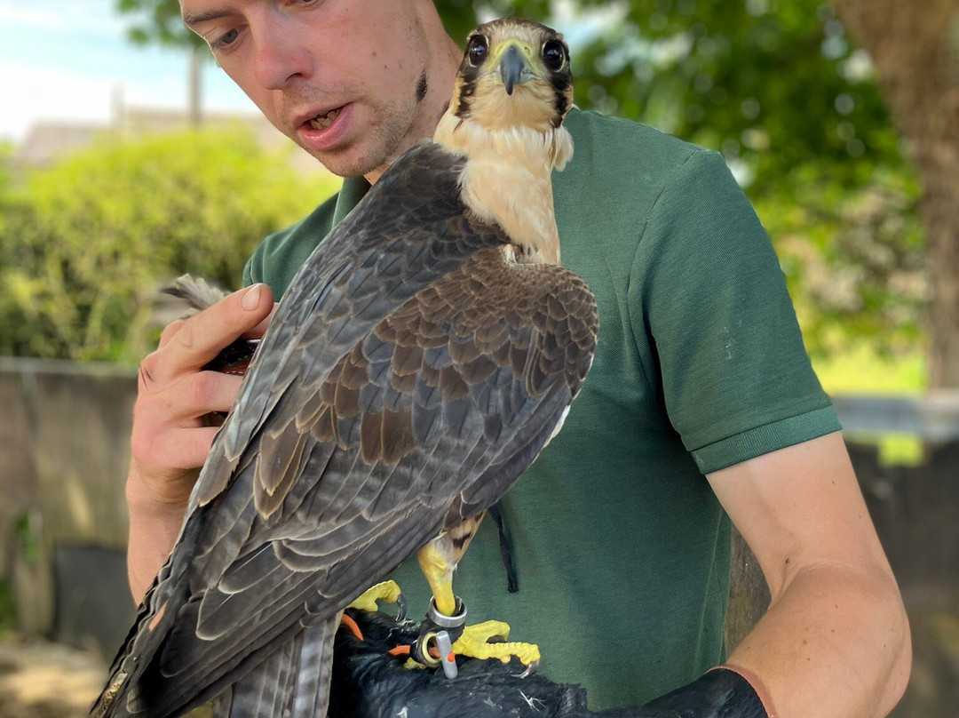 Settle Falconry-Feizor必去景点