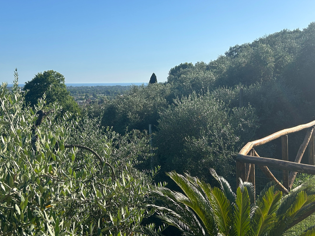Villa Olivemare B&B