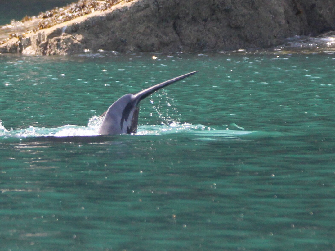 Dolphin Survey Boat Trips-纽基必去景点