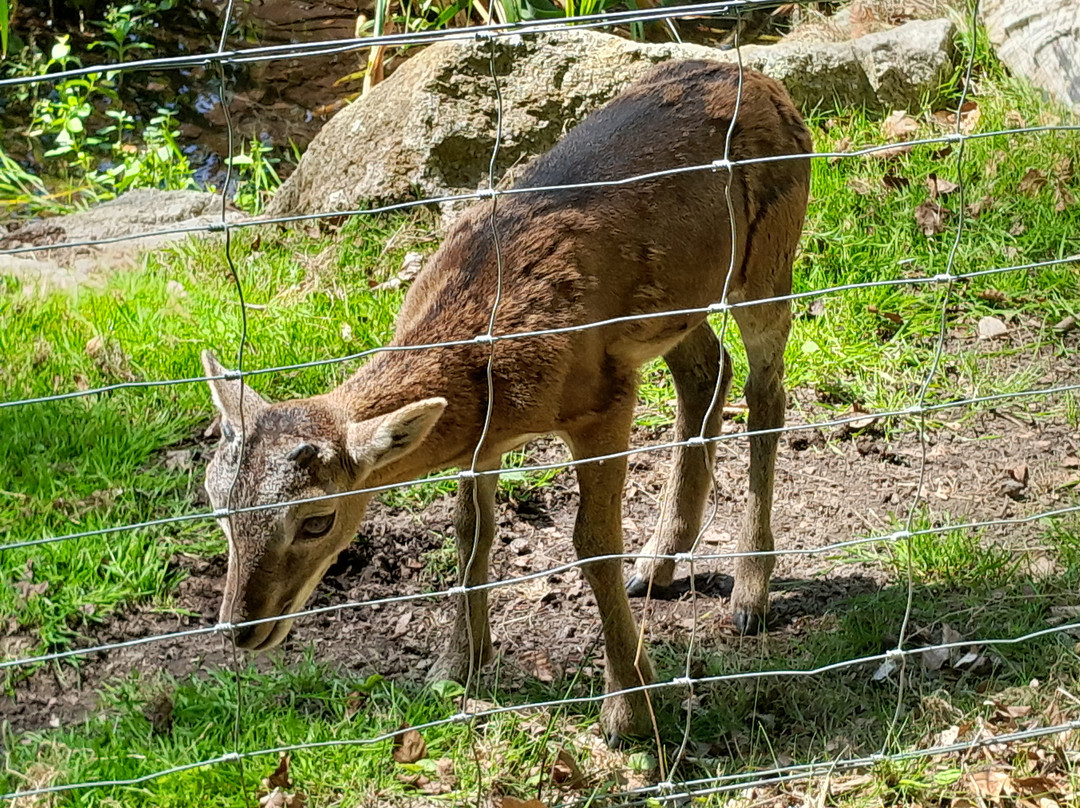 Tierpark Sassnitz-萨斯尼茨必去景点