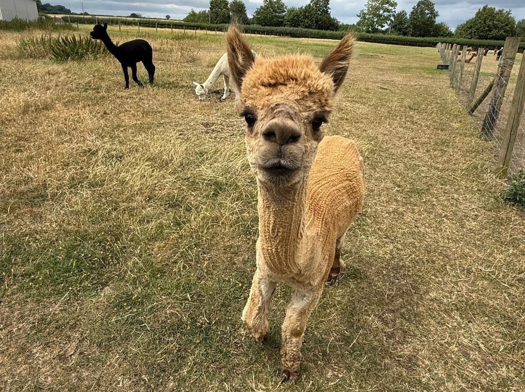 J and J Alpacas-特伦特河畔纽瓦克必去景点