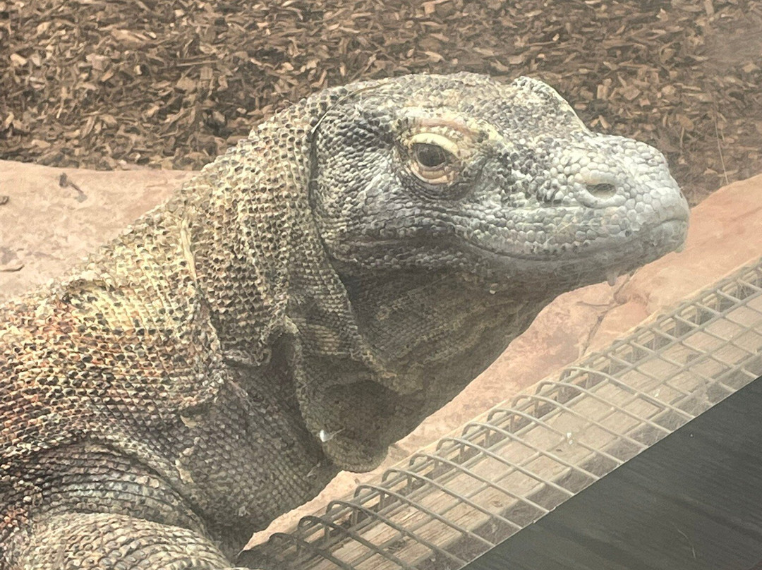 Colchester Zoo-科尔切斯特必去景点