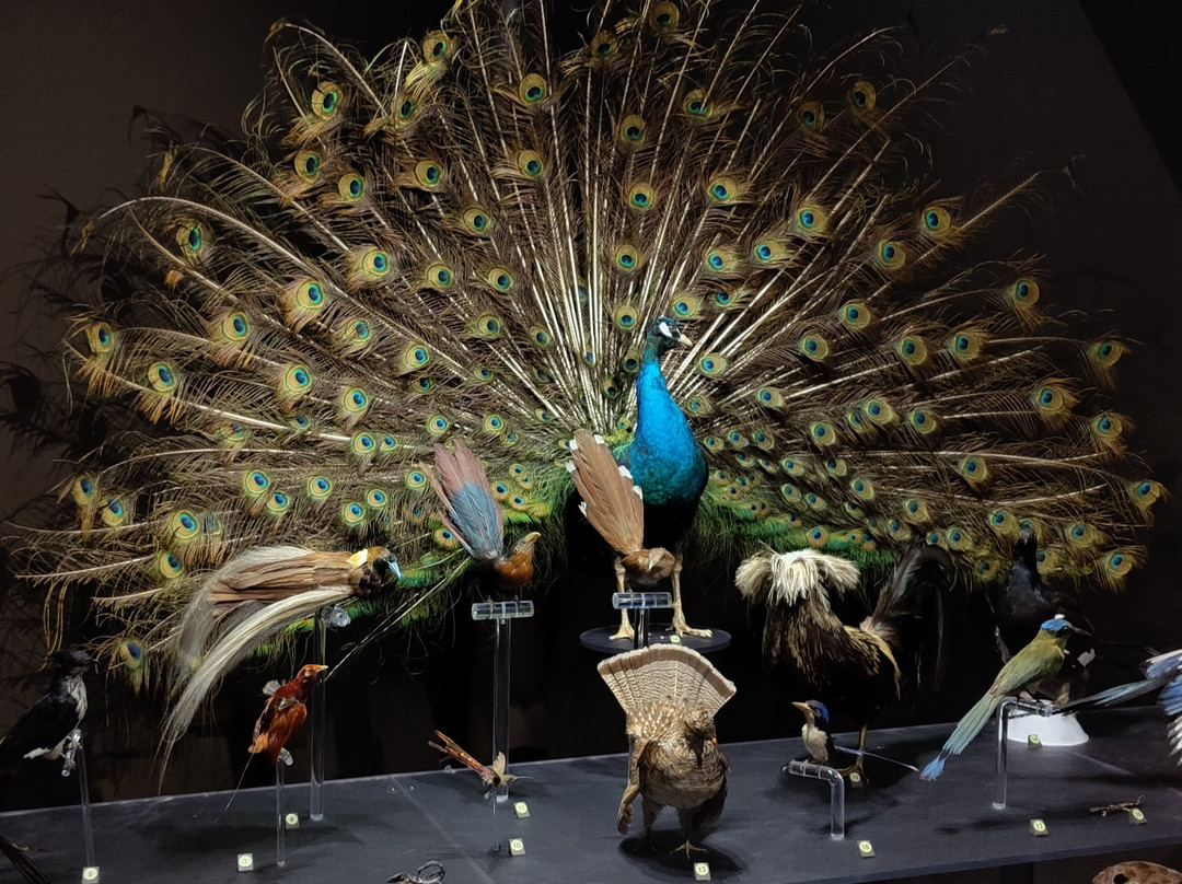 Musee de la nature et des sciences-舍布鲁克必去景点