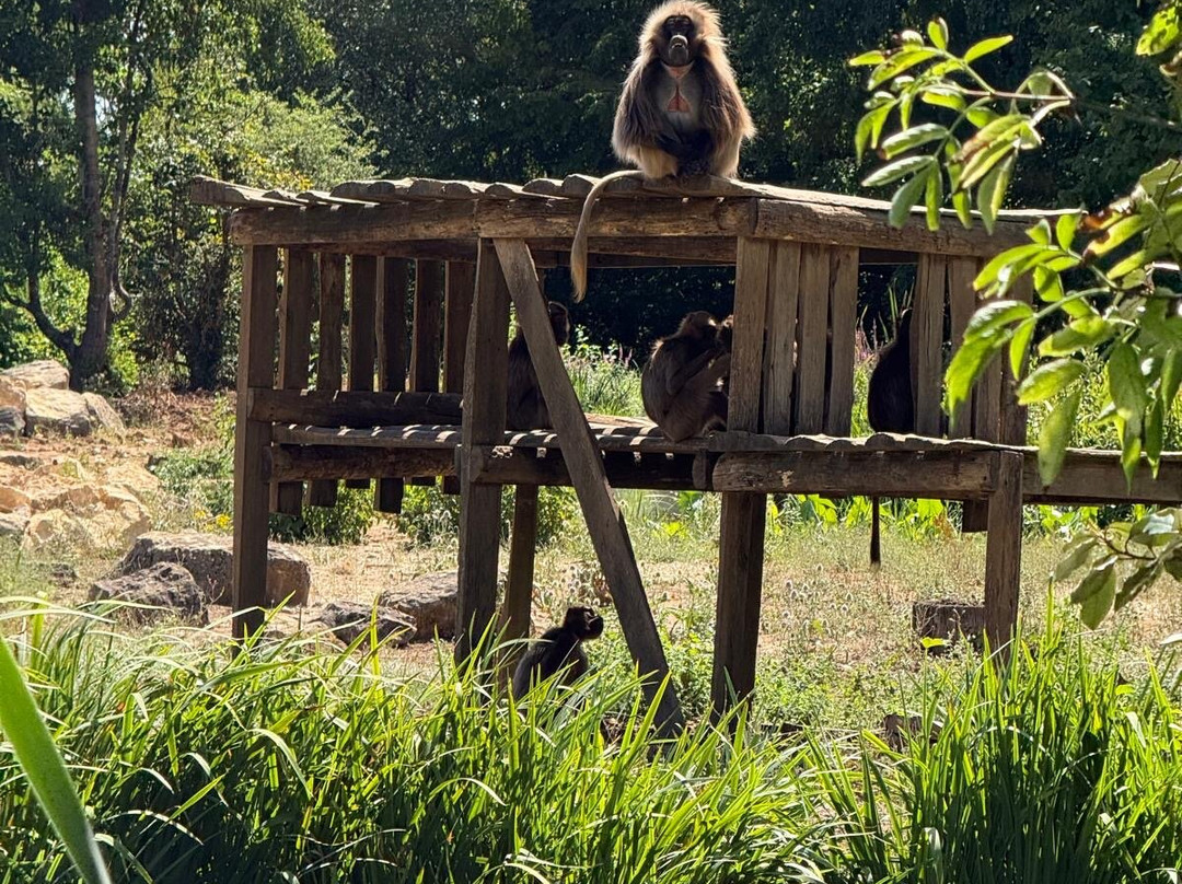 La Vallée des Singes-Romagne必去景点