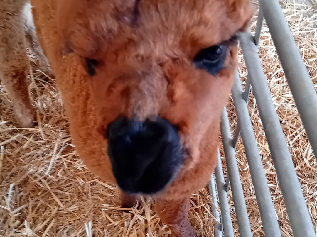 Charnwood Forest Alpacas-Boundary必去景点