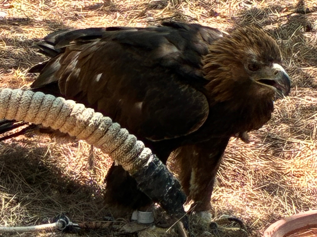 Sokolarski Raptor Centre-希贝尼克必去景点